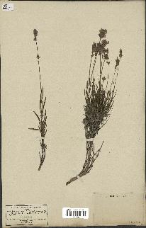 spécimen de Lavandula spica