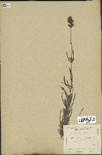 spécimen de Lavandula spica