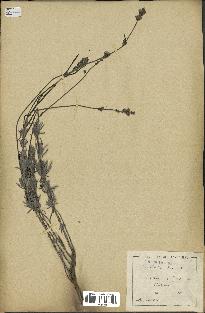 spécimen de Lavandula spica