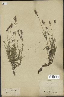 spécimen de Lavandula spica