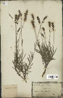 spécimen de Lavandula spica