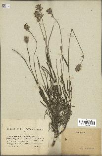 spécimen de Lavandula delphinensis