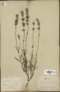 spécimen de Lavandula delphinensis