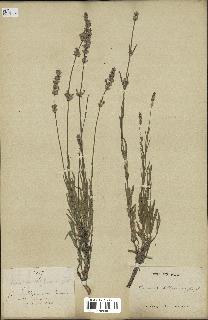 spécimen de Lavandula delphinensis