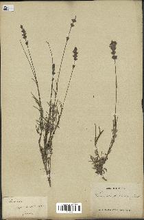 spécimen de Lavandula delphinensis