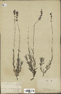 spécimen de Lavandula delphinensis