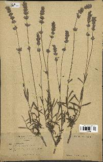 spécimen de Lavandula delphinensis