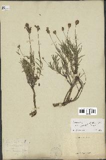 spécimen de Lavandula angustifolia