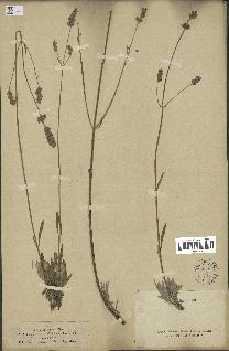 spécimen de Lavandula burnatii