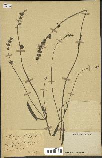 spécimen de Lavandula burnatii