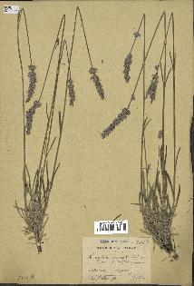 spécimen de Lavandula burnatii