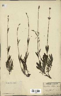 spécimen de Lavandula latifolia