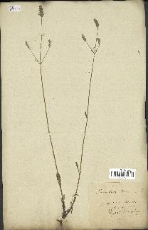 spécimen de Lavandula latifolia