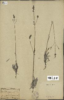 spécimen de Lavandula latifolia