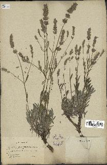 spécimen de Lavandula latifolia