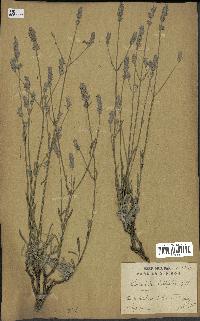 spécimen de Lavandula latifolia