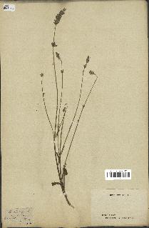 spécimen de Lavandula latifolia