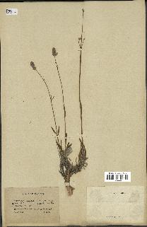 spécimen de Lavandula latifolia