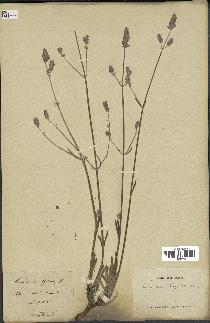 spécimen de Lavandula latifolia