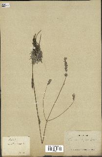 spécimen de Lavandula latifolia