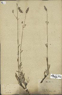 spécimen de Lavandula latifolia