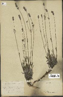 spécimen de Lavandula latifolia