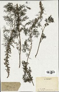 spécimen de Artemisia procera