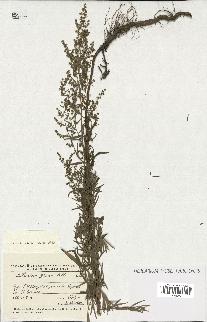 spécimen de Artemisia glauca