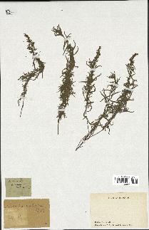 spécimen de Artemisia annua