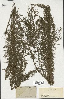 spécimen de Artemisia glauca