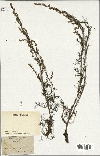 spécimen de Artemisia campestris