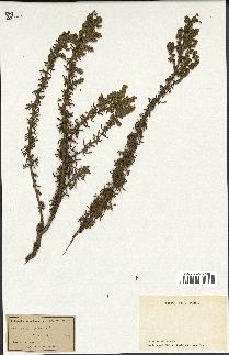 spécimen de Artemisia crithmifolia