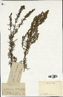 spécimen de Artemisia crithmifolia