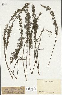 spécimen de Artemisia pontica