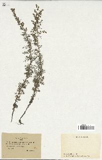 spécimen de Artemisia pontica