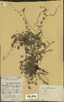 spécimen de Thymus embergeri