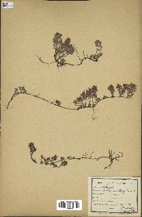 spécimen de Thymus serpyllum