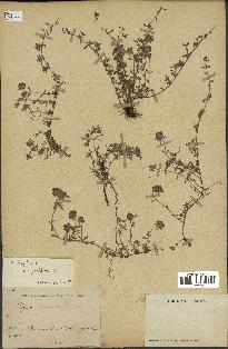 spécimen de Thymus serpyllum