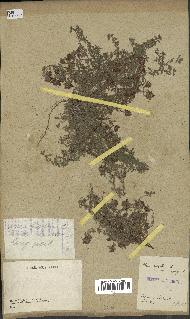 spécimen de Thymus serpyllum