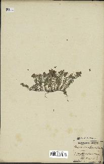 spécimen de Thymus serpyllum