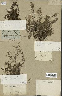 spécimen de Thymus serpyllum