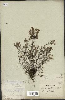 spécimen de Thymus serpyllum