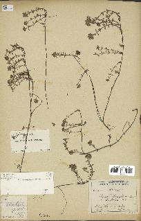 spécimen de Thymus serpyllum