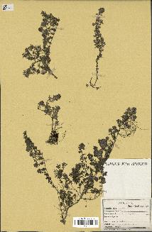 spécimen de Thymus serpyllum