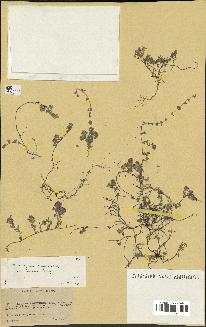 spécimen de Thymus serpyllum