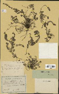 spécimen de Thymus serpyllum