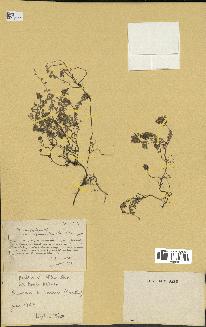spécimen de Thymus serpyllum