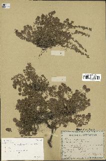 spécimen de Thymus serpyllum