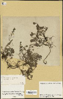 spécimen de Thymus serpyllum