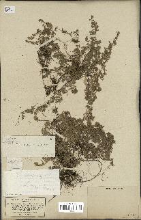 spécimen de Thymus serpyllum